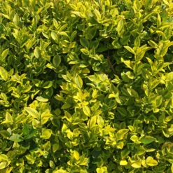 Goldliguster Aureum - Goldene Hecke im Nu