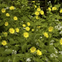 Goldmargerite - Sonnengelb den ganzen Sommer