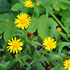 Goldmargerite - Sonnengelb den ganzen Sommer