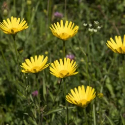Goldmargerite - Sonnengelb den ganzen Sommer