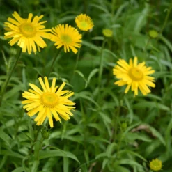 Goldmargerite - Sonnengelb den ganzen Sommer