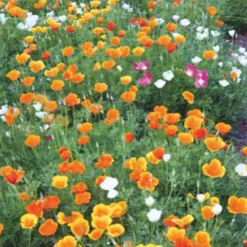 Goldmohn Eschscholzia californica - Leuchtend orange, kinderleicht