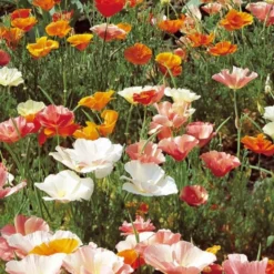 Goldmohn Eschscholzia californica - Leuchtend orange, kinderleicht