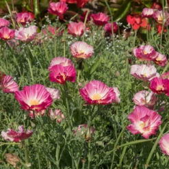 Goldmohn 'Thai Silk Appleblossom' - Zarter Blütenteppich in Rosa
