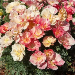 Goldmohn 'Thai Silk Appleblossom' - Zarter Blütenteppich in Rosa
