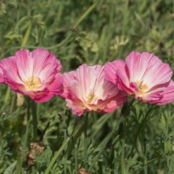 Goldmohn 'Thai Silk Appleblossom' - Zarter Blütenteppich in Rosa