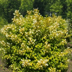 Gold-Pfeifenstrauch ‘Aureus’ - Goldlaub und Duft im Garten