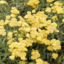 Goldquirl-Garbe Little Moonshine - Sonnengelb den ganzen Sommer