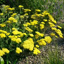 Goldquirl-Garbe Little Moonshine - Sonnengelb den ganzen Sommer
