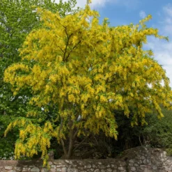Goldregen - Goldene Blütenpracht im Mai
