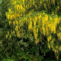 Goldregen - Goldene Blütenpracht im Mai