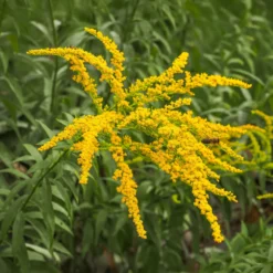 Goldrute (x5) - Goldgelbe Blüten den Sommer lang