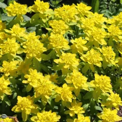 Gold-Wolfsmilch - Gelbe Blütenkugeln im Nu