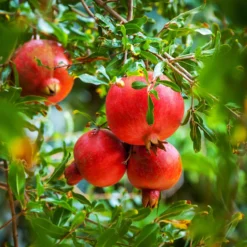 Granatapfelbaum - Mediterranes Flair im Topf