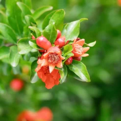 Granatapfelbaum - Mediterranes Flair im Topf