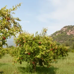 Granatapfel ‘Dente di Leone’ - Süße Früchte, mediterran