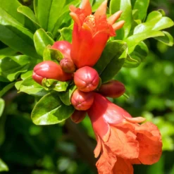 Granatapfel ‘Dente di Leone’ - Süße Früchte, mediterran