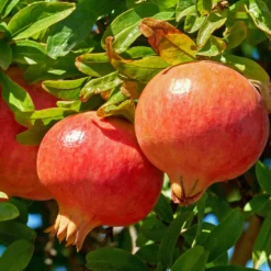 Granatapfel ‘Dente di Leone’ - Süße Früchte, mediterran