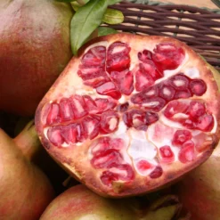 Granatapfel Fina Tendral - Süße Früchte ohne Kerne