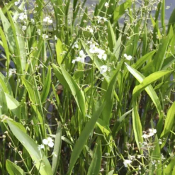 Grasartiges Pfeilkraut - Klares Wasser, grüne Ufer