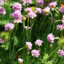 Grasnelke Armada Rose ® - Rosa Blütenkissen im Nu