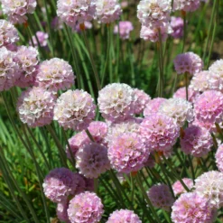 Grasnelke Armada Rose ® - Rosa Blütenkissen im Nu