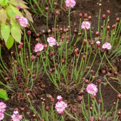 Grasnelke Armada Rose ® - Rosa Blütenkissen im Nu