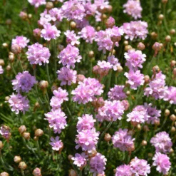 Grasnelke Armada Rose ® - Rosa Blütenkissen im Nu