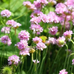 Grasnelke Armada Rose ® - Rosa Blütenkissen im Nu