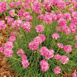 Grasnelke (x3) - Rosa Blütenpolster den ganzen Sommer