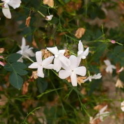 Grasse-Jasmin - Duft und Blüten den ganzen Sommer