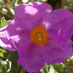 Graulaubige Zistrose - Mediterran ohne Mühe