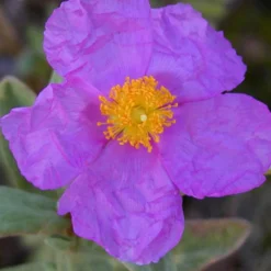 Graulaubige Zistrose - Mediterran ohne Mühe