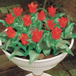 Greigii-Tulpen ‘Chaperon Rouge’ (x10) - Frühfarbe fürs Beet