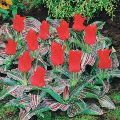 Greigii-Tulpen ‘Chaperon Rouge’ (x10) - Frühfarbe fürs Beet