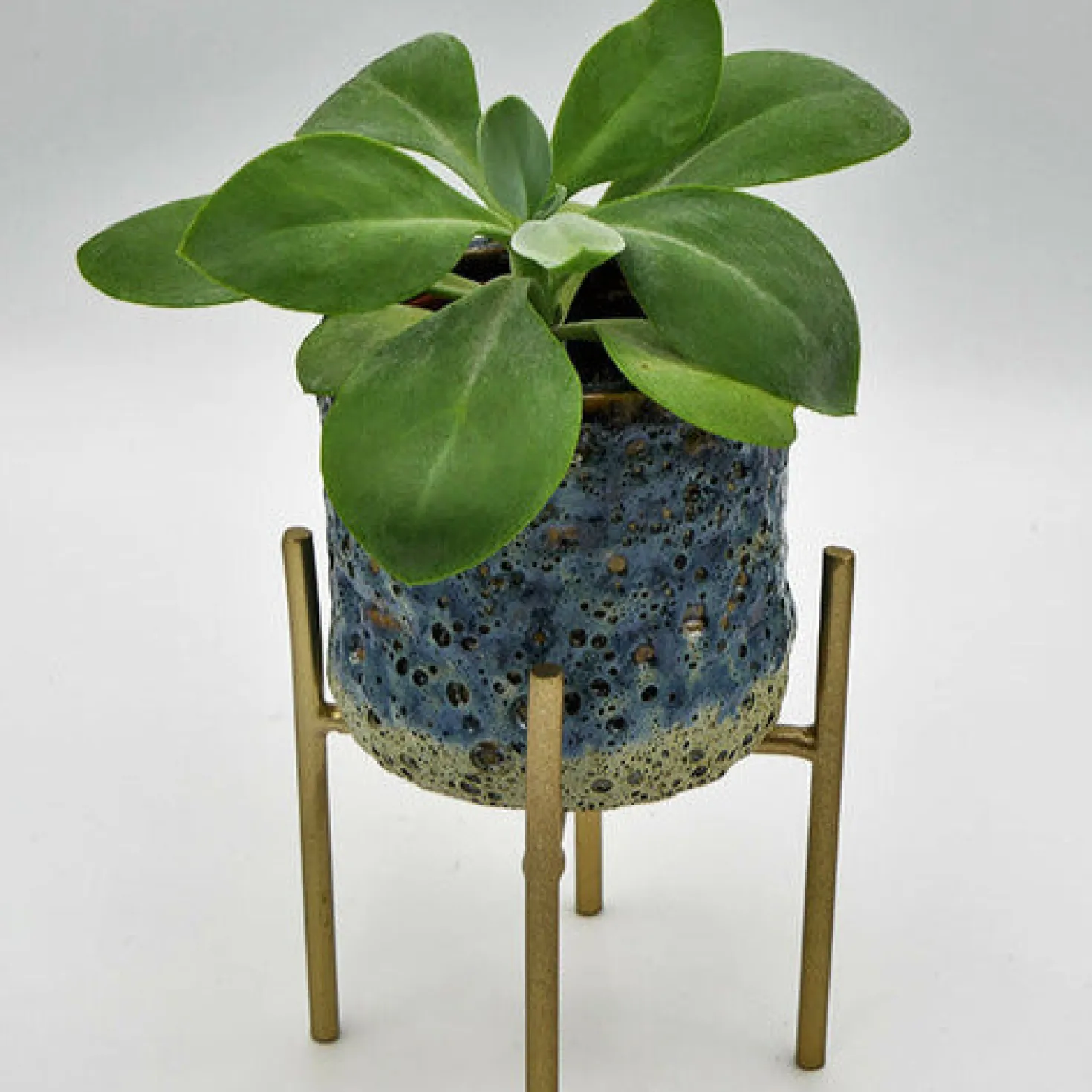 Greiskraut - Orange Blüten, blaues Laub