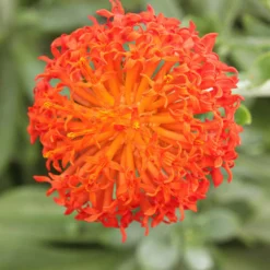 Greiskraut - Orange Blüten, blaues Laub