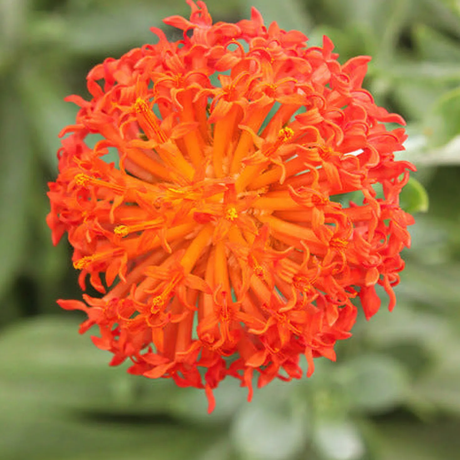 Greiskraut - Orange Blüten, blaues Laub