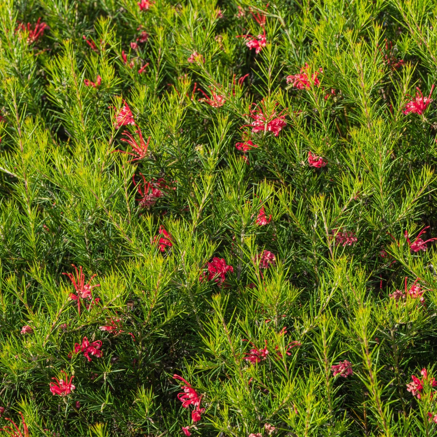 Grevillea juniperina - Rote Blüten den ganzen Winter