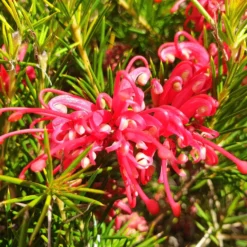 Grevillea juniperina - Rote Blüten den ganzen Winter