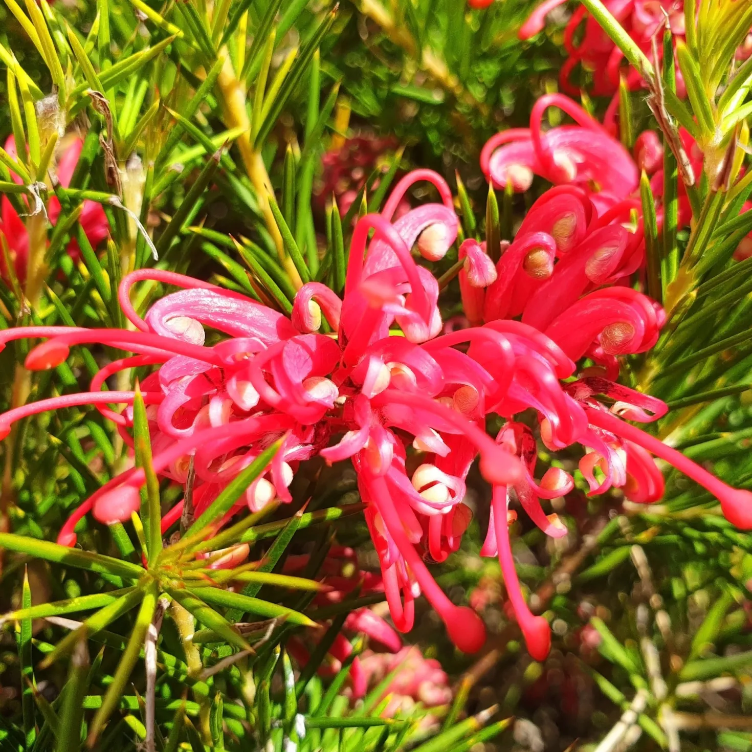 Grevillea juniperina - Rote Blüten den ganzen Winter