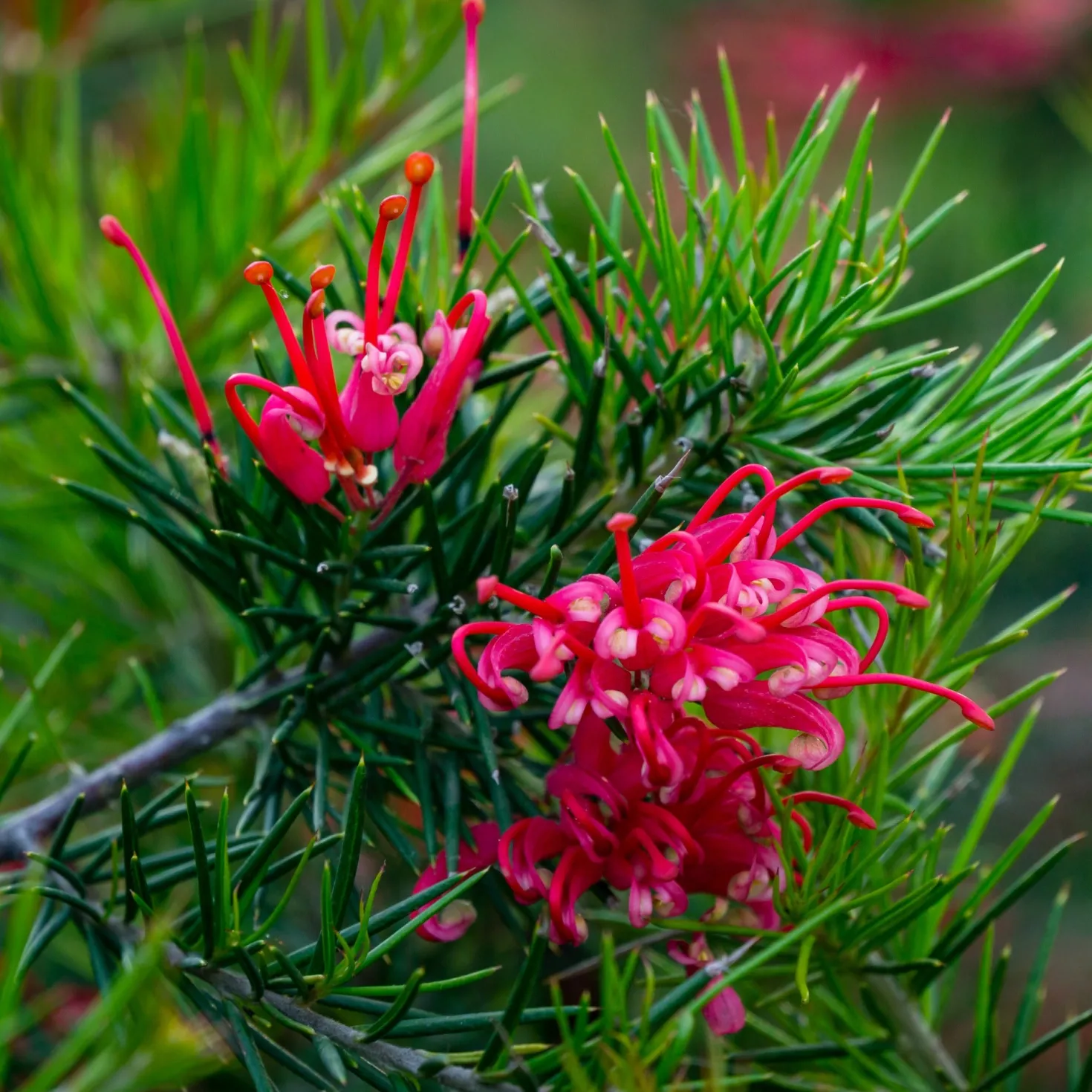 Grevillea juniperina - Rote Blüten den ganzen Winter