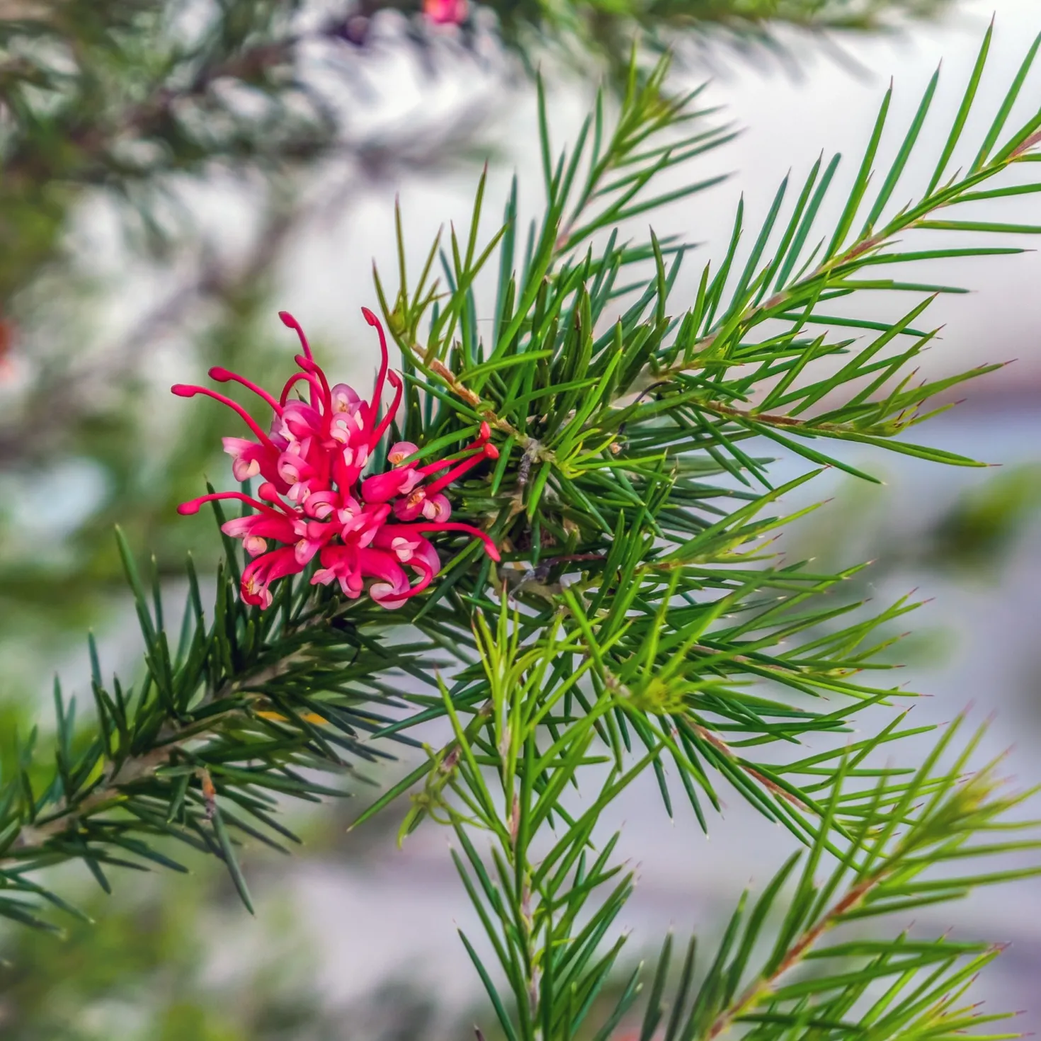 Grevillea juniperina - Rote Blüten den ganzen Winter