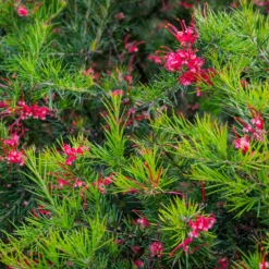 Grevillea juniperina - Rote Blüten den ganzen Winter