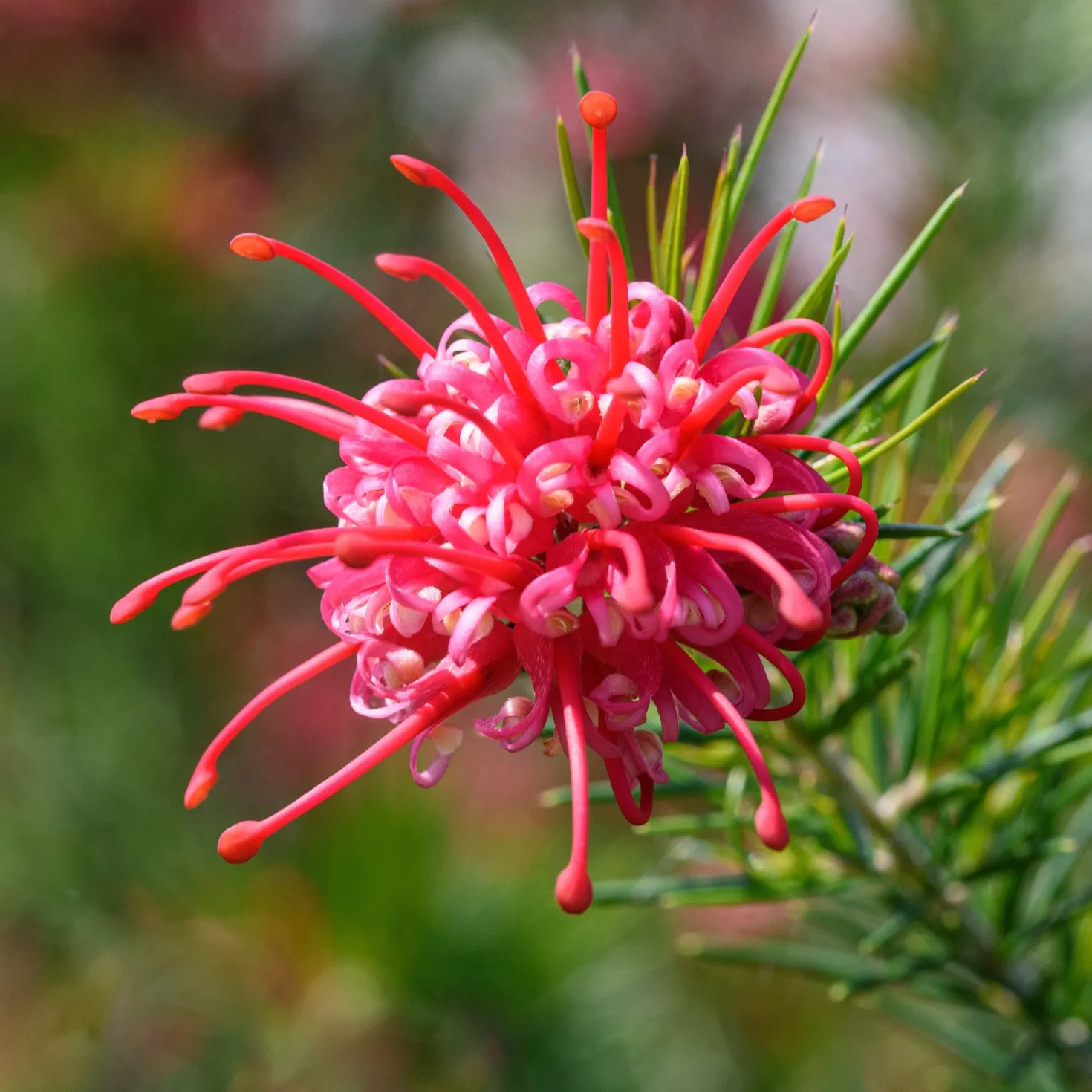 Grevillea juniperina - Rote Blüten den ganzen Winter