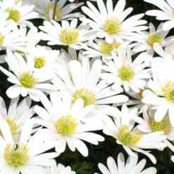 Griechische Anemonen White Splendour - Weißer Blütenteppich im Frühling