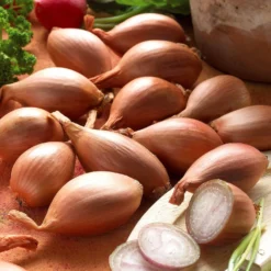 Griselle-Schalotten - Feiner Küchengeschmack