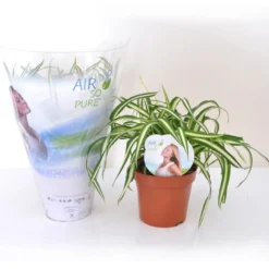Grünlilie Atlantic in weißem Blumentopf - Luftreinigend, ideal zum Hängen