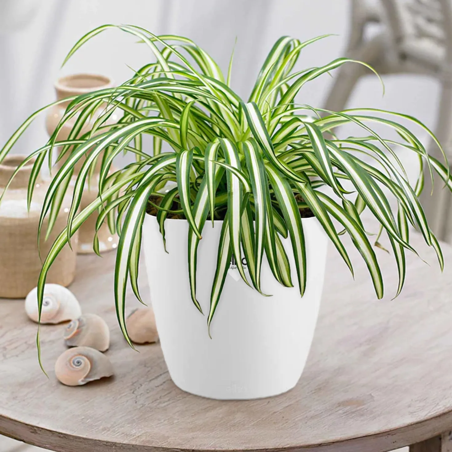 Grünlilie Atlantic in weißem Blumentopf - Luftreinigend, ideal zum Hängen
