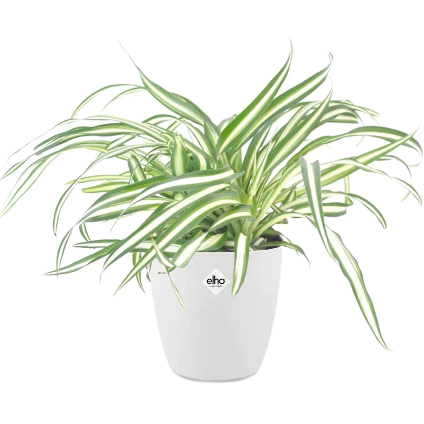 Grünlilie Atlantic in weißem Blumentopf - Luftreinigend, ideal zum Hängen